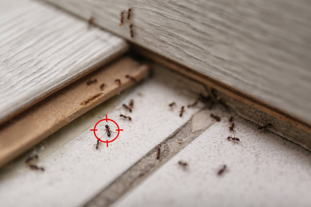 Professional Pest Control in Stone Ridge, NY