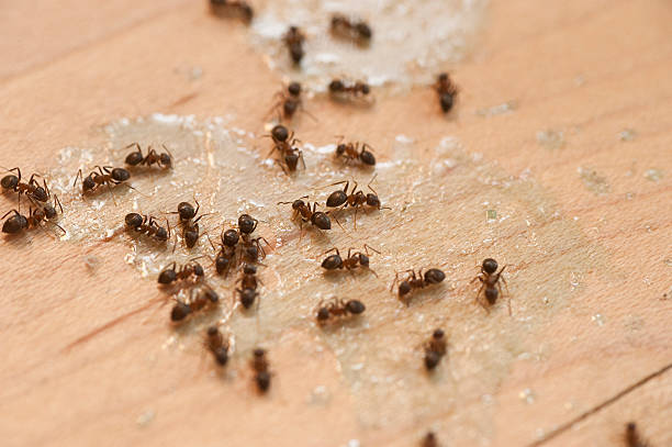 Best Local Pest Control Services  in Stone Ridge, NY