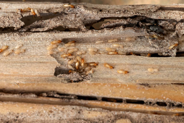 Best Mosquito Control Services  in Stone Ridge, NY